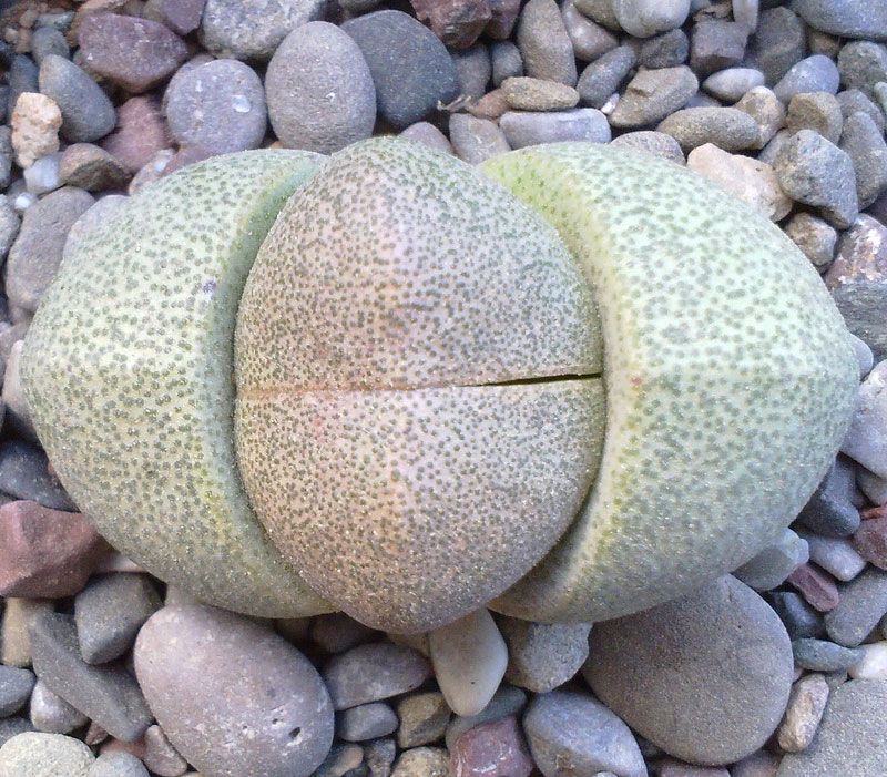 Pleiospilos nelii